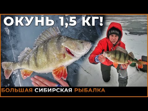 Видео: ЛУЧШАЯ РЫБАЛКА! СУПЕР КЛЕВ И ОГРОМНЫЙ ОКУНЬ | Жерлицы. Сорога. Окунь. Щука.
