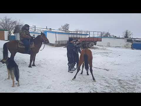 Видео: Асау үйрету