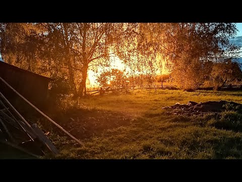 Видео: Охота на лося на реву 2020!ВЕСТИ ИЗ КУСТОВ😉😉😉ГОРИ ОНО ВСЁ!!!