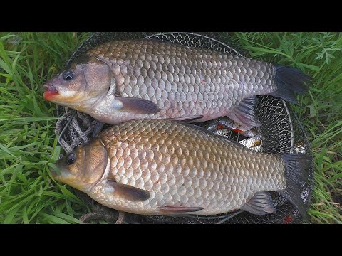 Видео: Ловля крупного карася весной  Рыбалка в мае на поплавок. My fishing