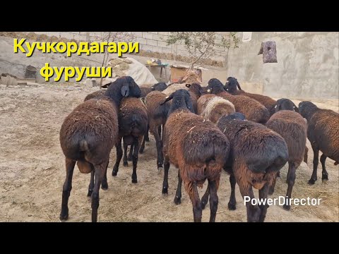 Видео: Кучкорбарахои Хисори фуруши арзон.  Ватсап 907 30 60 40 
