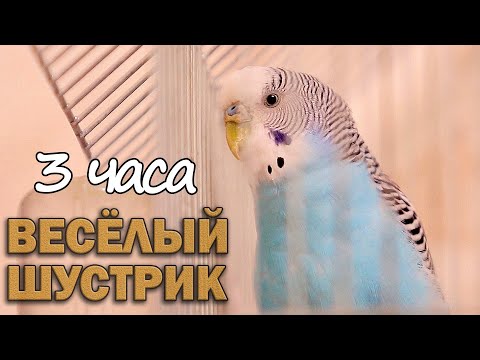 Видео: 3 часа. Весёлое пение волнистого попугая Шустрика