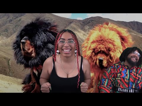 Видео: Собаки, которые отправят вас в DOG задом наперёд | Casual Geographic Reaction