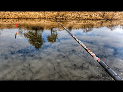 Видео: ГУСТЕРА, СИНЕЦ, ГОЛАВЛЬ И ЕЛЕЦ!КЛЕВ КРУПНОЙ РЫБЫ НА ПОПЛАВОК В НОВОМ МЕСТЕ! БАГРИЛЬЩИКИ РАНЯТ РЫБУ!