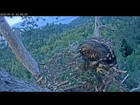 Видео: 1.07.2025 Камычи. Сардай что-то долго ищет за бортом.