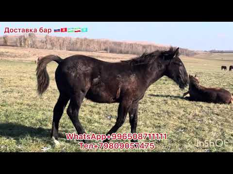 Видео: Абакандан кулундар Сатылат