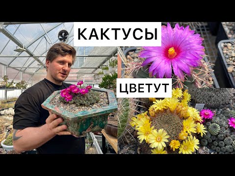 Видео: Цветение кактусов, сеянцы, весна 2024 / Георгий Аристов