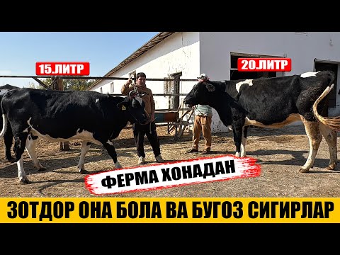 Видео: ЗОТДОР ОНА БОЛА ВА БУГОЗ СИГИРЛАР ФЕРМА ХОНАДАН 21-10-2025