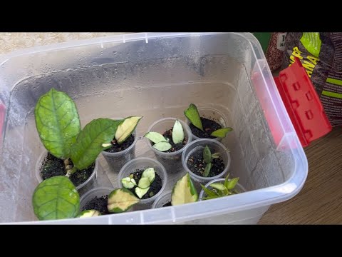 Видео: Обзор ХОЙ в тепличке ✅ Hoya Svetlana УДИВИЛА 😃