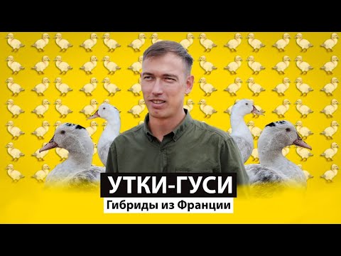 Видео: Утиные миллионы: первая ферма мулардов в Татарстане