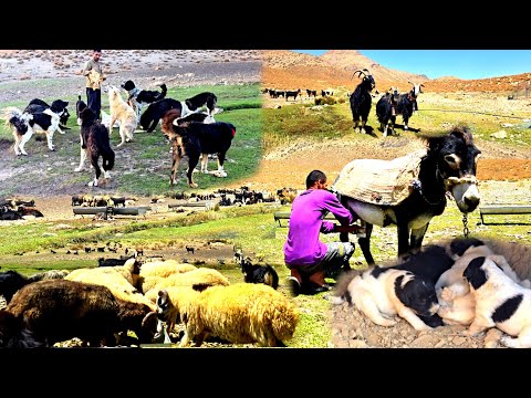 Видео: Секреты кочевой жизни | Когда Насер возвращается в горы и кормит стадо