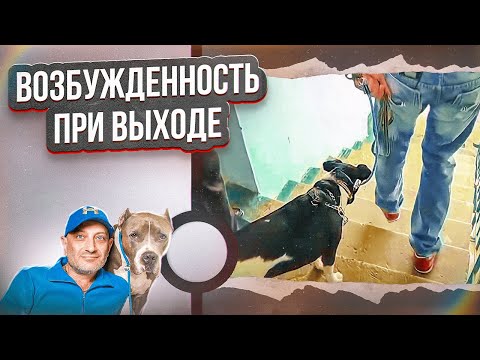 Видео: Лай и вой при выходе на прогулку(фокстерьер)