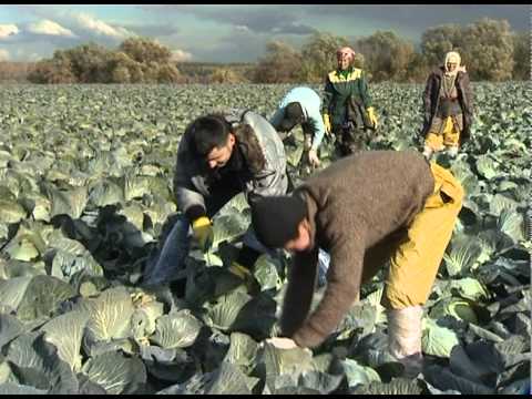 Видео: Совхоз имени Ленина, уборка капусты
