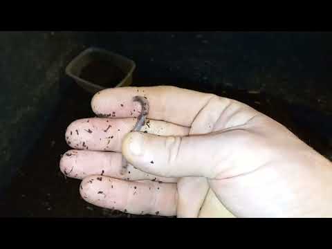 Видео: ❗Как найти сбыт червя через магазин.