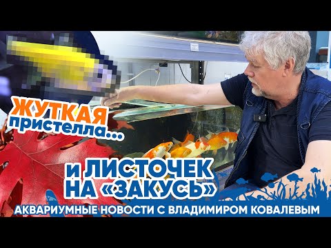 Видео: Новости аквариумного магазина с Владимиром Ковалевым(17.05.24) Жуткая пристелла и листочек на закусь