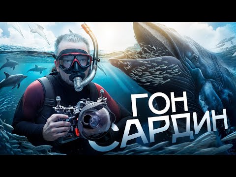 Видео: Гон сардин в ЮАР - Самое Эпичное Морское Приключение! / Sardine run with SEAL in South Africa