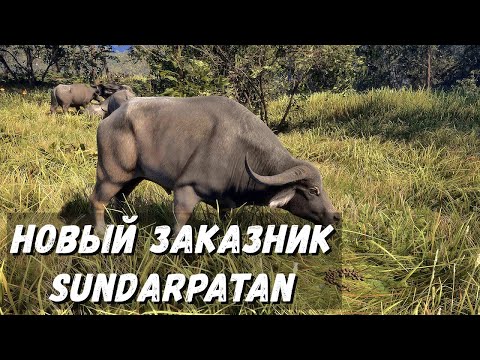 Видео: TheHunter Call of the Wild - Новый ЗАКАЗНИК Sundarpatan.  Бенгальский ТИГР и БУЙВОЛЫ # 148