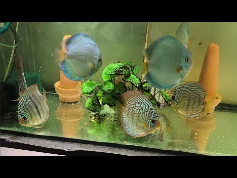 Видео: Разведение дискусов с нуля