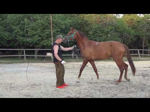 Видео: Учим лошадь не бояться шамбарьер. 1 часть. We teach the horse not to be afraid of the Shambarrier. 1