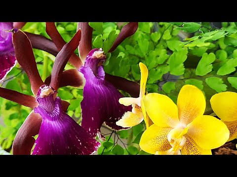 Видео: Наконец-то расцвел любимый зигопеталум и еще раз о размерах (как и просили)