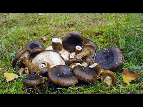 Видео: Как посолить грузди. Супер рецепт!