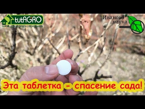 Видео: ОБРАБОТКА САДА ПРОЩЕ, ДЕШЕВЛЕ и ДОСТУПНЕЕ. С этой ТАБЛЕТКОЙ весь сад в полном порядке. БЕЗ КУПОРОСА!