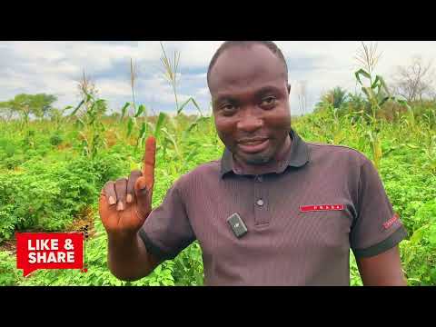 Видео: Местное производство перца может быть очень прибыльным