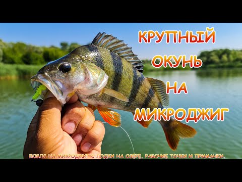 Видео: Микроджиг летом в жару. Как и где ловить крупного окуня??!