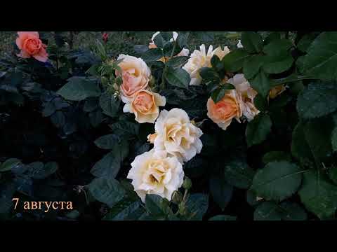 Видео: ✿➽ Новые розы в саду  2022  часть 1