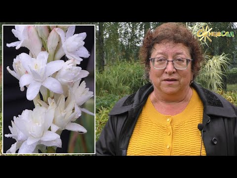 Видео: Королева ночі – Тубероза! 🌺🌿