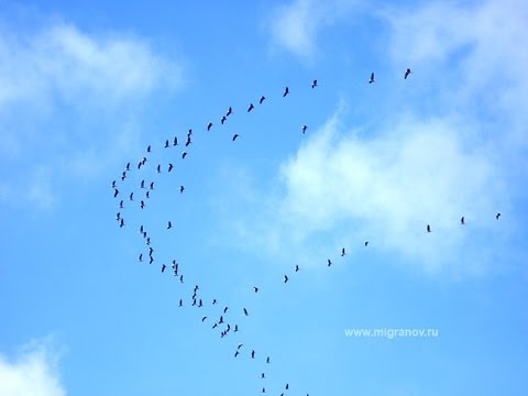 Видео: Нұрғиса Тілендиев «Құстар қайтып барады»