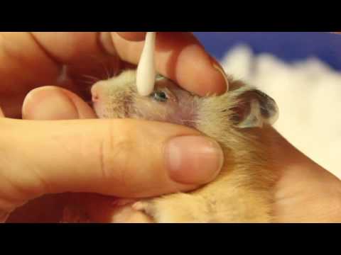 Видео: Что делать, если у хомяка гноится глаз? Лечим Карамельку.