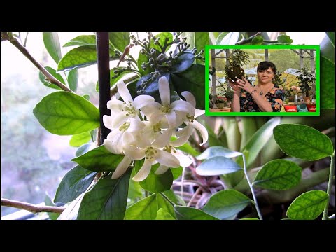 Видео: МУРАЙЯ.  Всё об УХОДЕ и СОДЕРЖАНИИ в КОМНАТНЫХ  УСЛОВИЯХ.