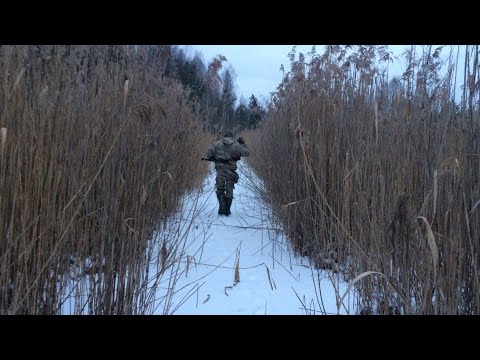 Видео: Ходовая охота. За стадом Кабанов. Провалился в болото. Хочется нажать на курок