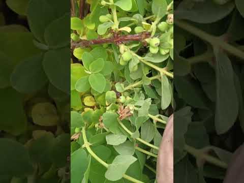 Видео: ЖИМОЛОСТЬ. УРОЖАЙ В МАЕ?!      #сад #дача #плодовые #кустарники