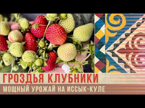 Видео: 🍓 Бронирование открыто! Калифорнийские саженцы уже дают мощный урожай на Иссык-Куле