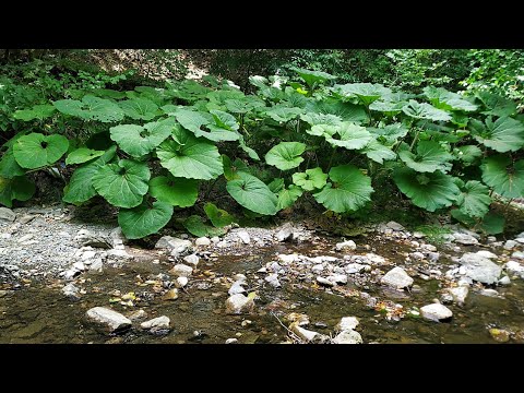 Видео: Жара, дала только три часа покопать.