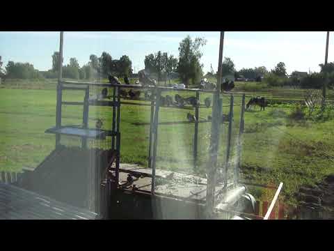 Видео: николаевские голуби линька голубей