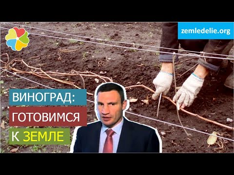 Видео: Укрытие винограда на зиму |  до -30°С легко! | раскрытие лоз весной | пошаговое видео