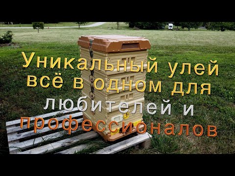 Видео: Мёд Уникальный улей всё в одном