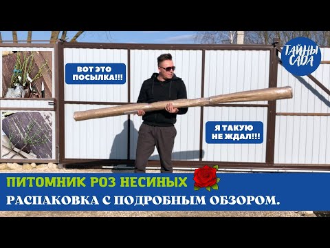 Видео: РОЗЫ 2023. ПИТОМНИК РОЗ НЕСИНЫХ. РАСПАКОВКА ПОСЫЛКИ С ПОДРОБНЫМ ОБЗОРОМ. КАЧЕСТВО САЖЕНЦЕВ ОГОНЬ!!!