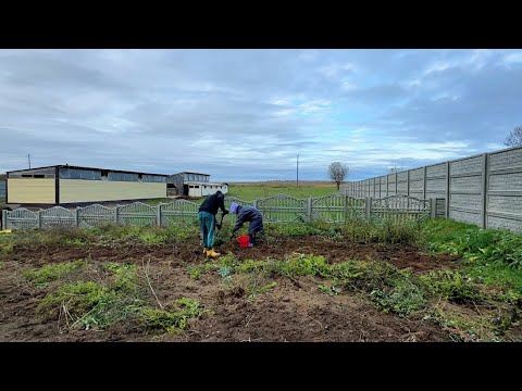 Видео: Коровы все сломали. Укладываем дорогу из плит. Наконец-то докопали картошку. Жизнь простых людей.