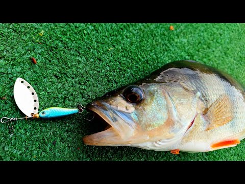 Видео: Рыбалка на Спиннинг с Берега 2023! ТЕЙЛ-СПИННЕР САМАЯ УЛОВИСТАЯ ПРИМАНКА ВЕСНОЙ! #срыбалки