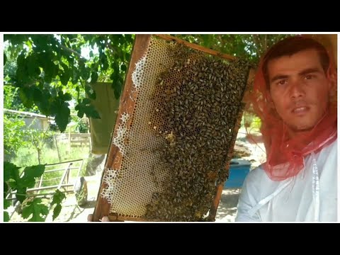 Видео: Тарзи гирифтани асал аз қуттии занбӯри асал