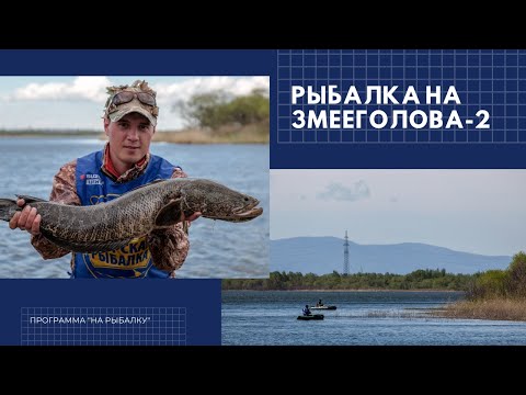 Видео: Змееголов и Змееловля. Часть 2
