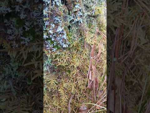 Видео: Без паники!#лес #спасение #заблудился #юмор