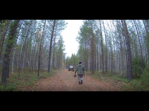 Видео: Охочусь на рябчика с манком и с подхода. Ну и всего понемногу.