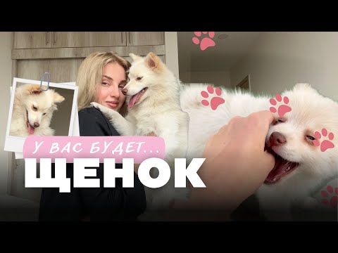 Видео: ПРИБАВЛЕНИЕ в эмиграции | Завели собаку в КРУГОСВЕТКЕ