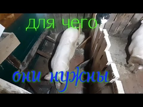 Видео: Почему больше не ставлю бордюры//бюджетный свинарник в мороз -30°