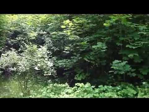 Видео: Гарнизон